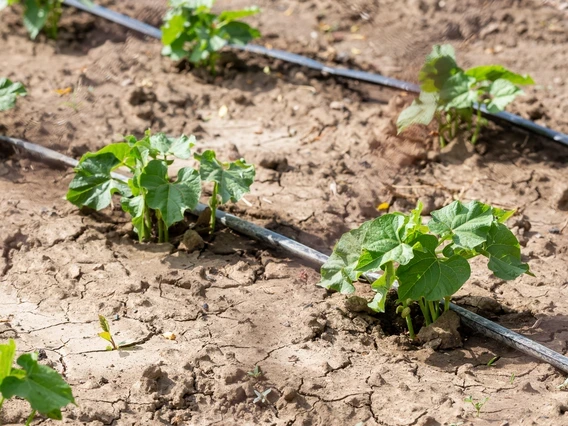 Plants growing in the desert.