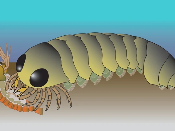 In this illustration of the living Mollisonia animal, its segmented abdomen is attached to a thorax and head with a pair of eyes and jointed legs. 