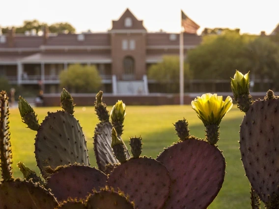 old main behind a cactus