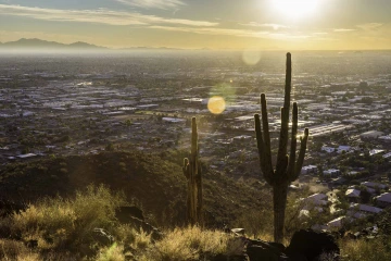 Saguaro cactus in the hills overlooking Phoenix Arizona